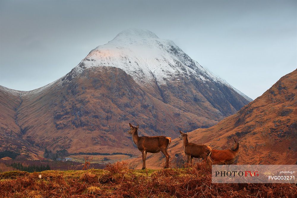 A family of deers admires the landscape during the last few days of Autumn