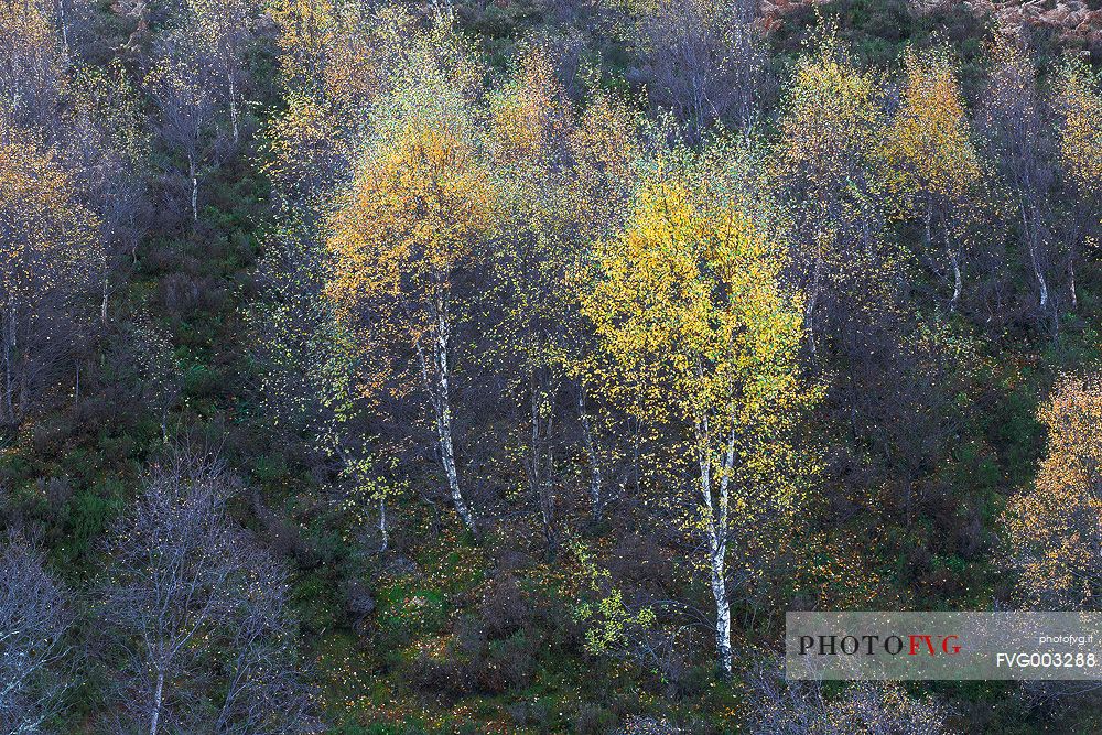 Silver Birches shows up their warm foliage colours