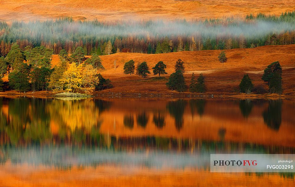 A small isle of larches become colourful at Autumn time