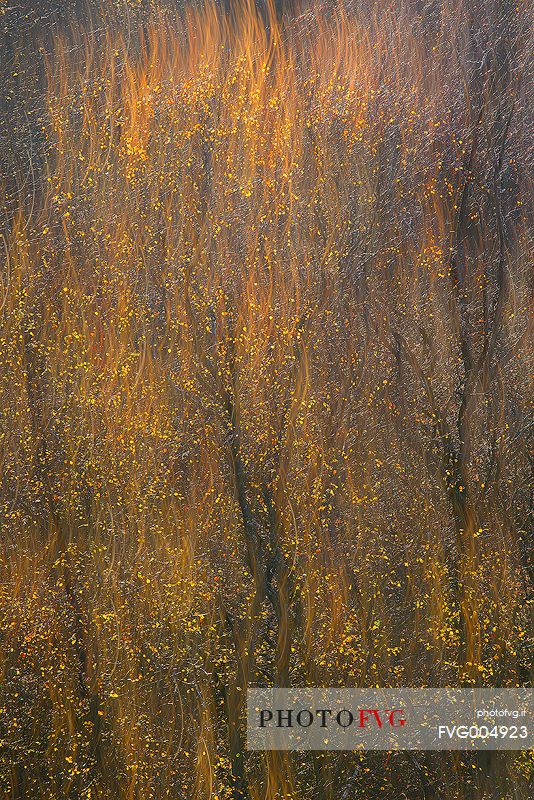 Silver Birches looks like flames at sunrise