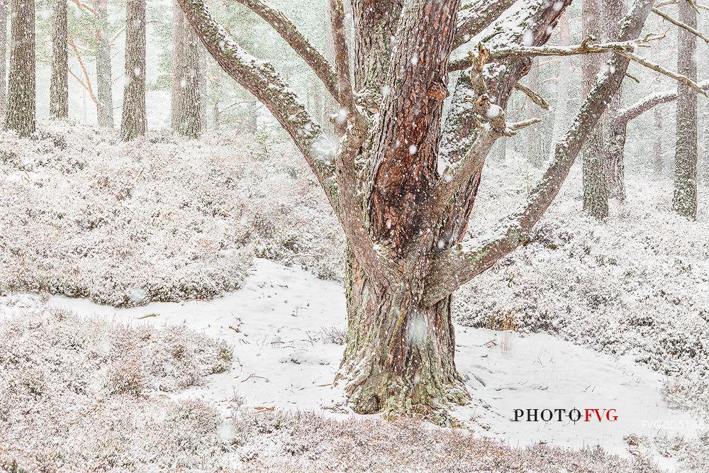 Epic and poetic winter at Braemar where the forest became magic during a snowy day