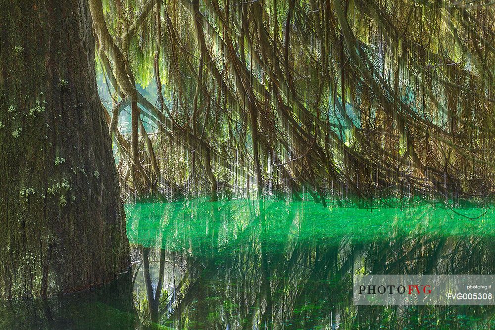 The photo of a tree partly submerged by the Turquoise waters of the  Lake Carezza