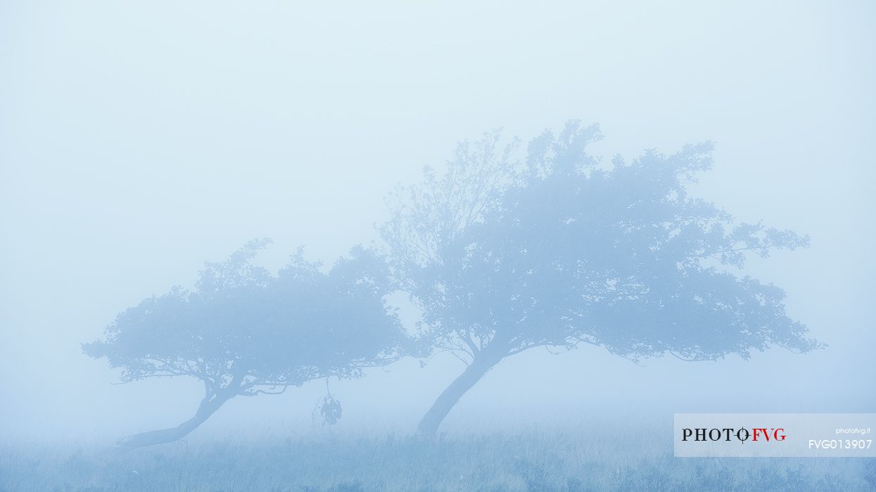 Together like they are dancer these two trees in misty morning