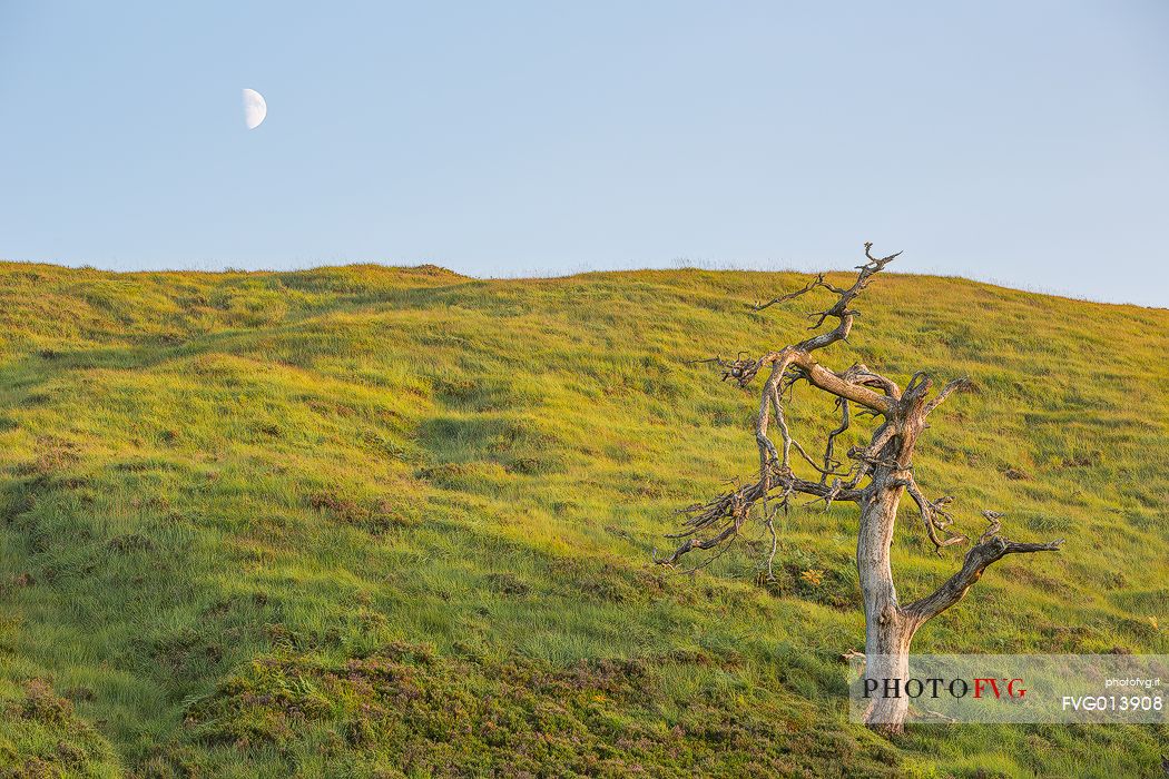Tree and the moon on the hills during late afternoon