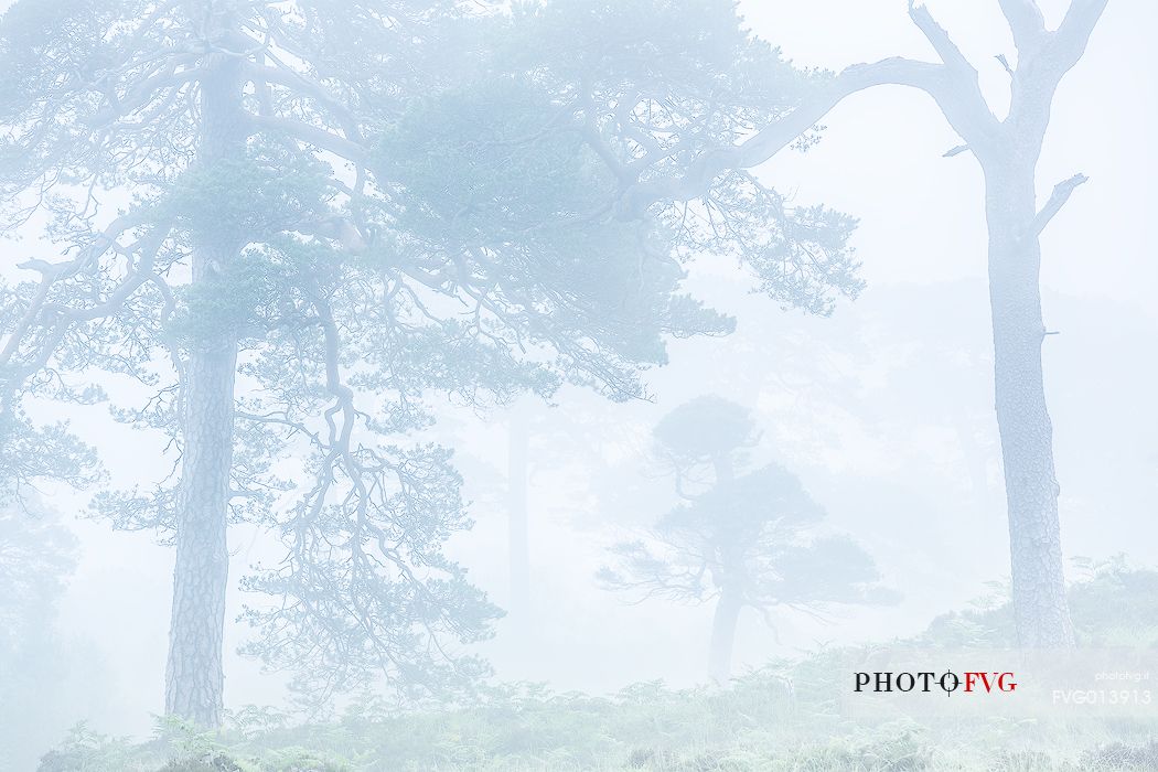 Thick fog and scot pines at Glencoe Village