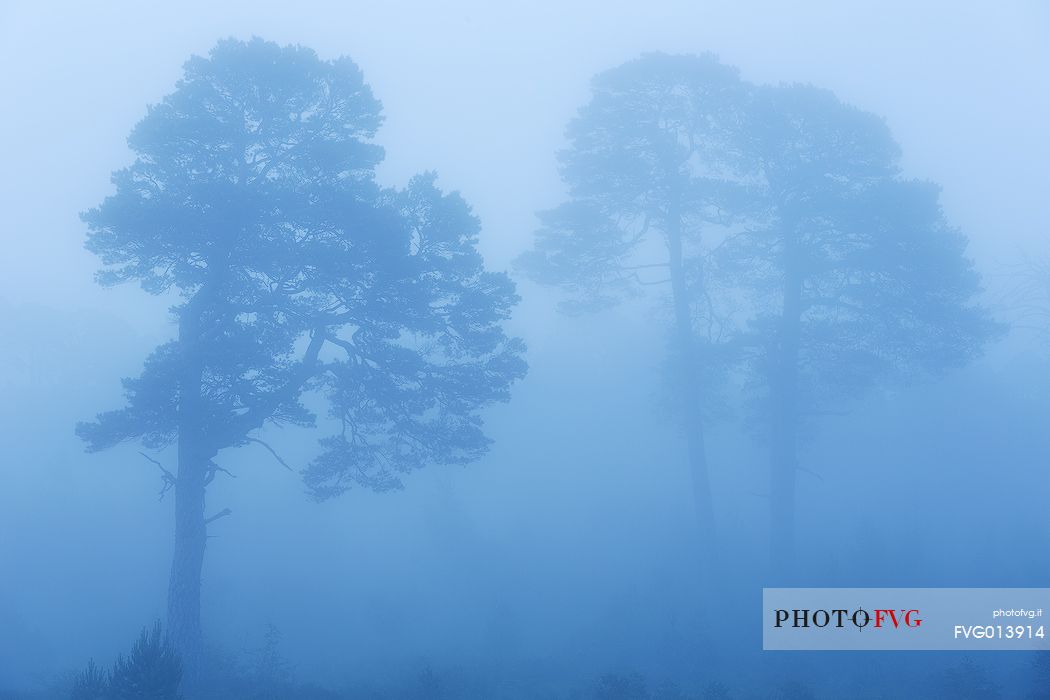 Scot pines at blue hours embraced by a thick fog