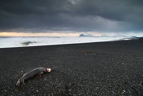 A dead Seal on the beach during a grey day