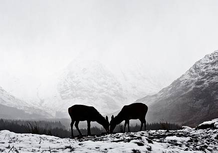 Two deers sharing the Winter Theme, and shaping a real simmetry of natural elements