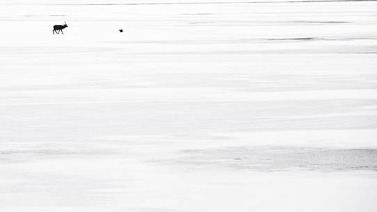 Red deer in a frozen lake