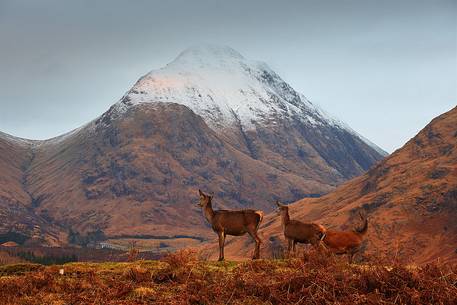 A family of deers admires the landscape during the last few days of Autumn