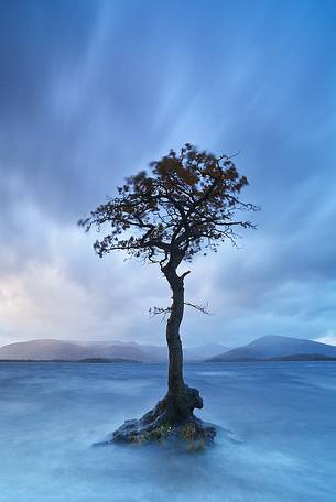 A fascinating scot pine is standing in the middle of the lake while a storm is approaching the landscape