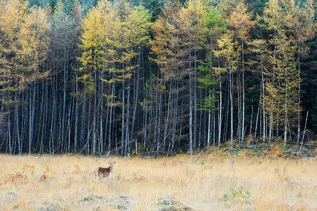 A young deer enjoys the Autumn landscape