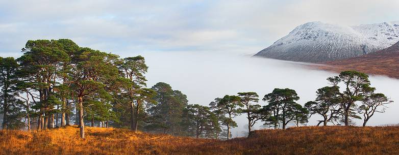 Scot Pines embraced by the fog above the hills