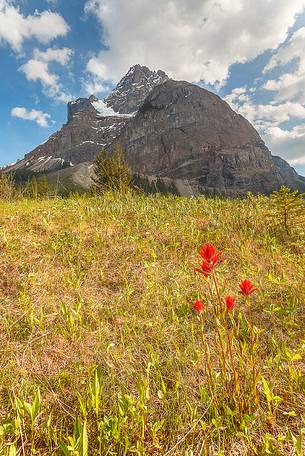 The first Indian Paintbrush blossom at Yoho