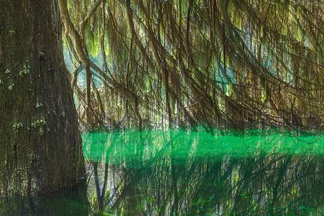 The photo of a tree partly submerged by the Turquoise waters of the  Lake Carezza