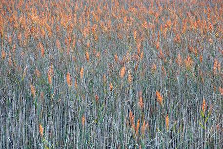 Plants at sunset time