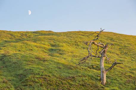 Tree and the moon on the hills during late afternoon