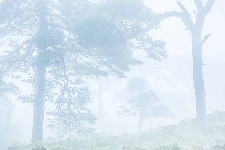 Thick fog and scot pines at Glencoe Village