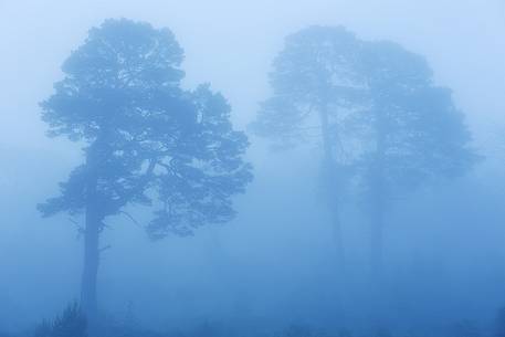 Scot pines at blue hours embraced by a thick fog