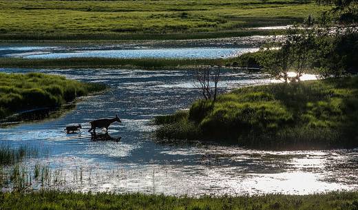 Mother deer and its little one crossing the lake