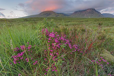 At Rannoch moor during summer time there are various blooming of which Heather is probably one of the most colorful flower