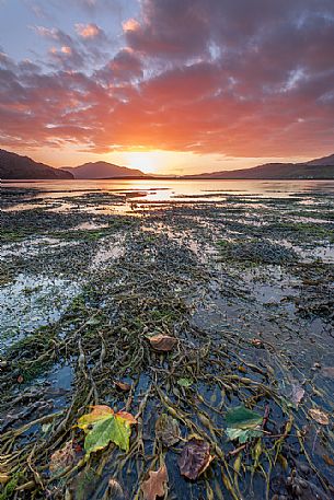 An autumnal leave stand at the sunset on an ocean of seaweeds