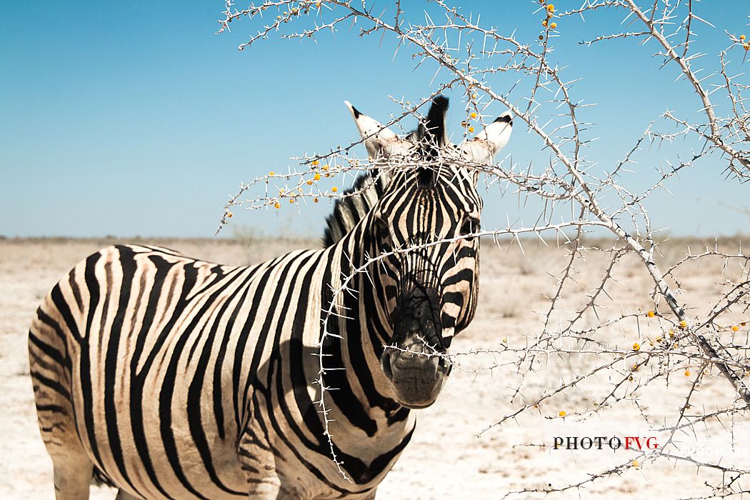 A Zebra looking at the camera through a dry branch in the white desert of Etosha National Park, Namibia, Africa
