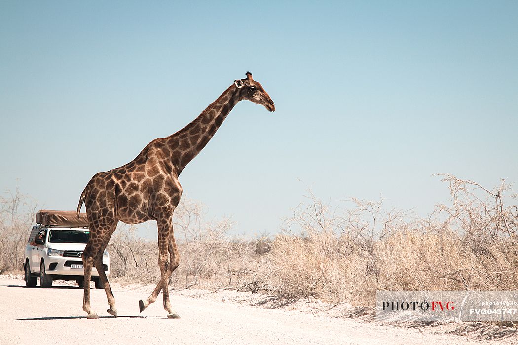 A giraffe cross the road to a jeep during a safari in Etosha National Park, Namibia, Africa