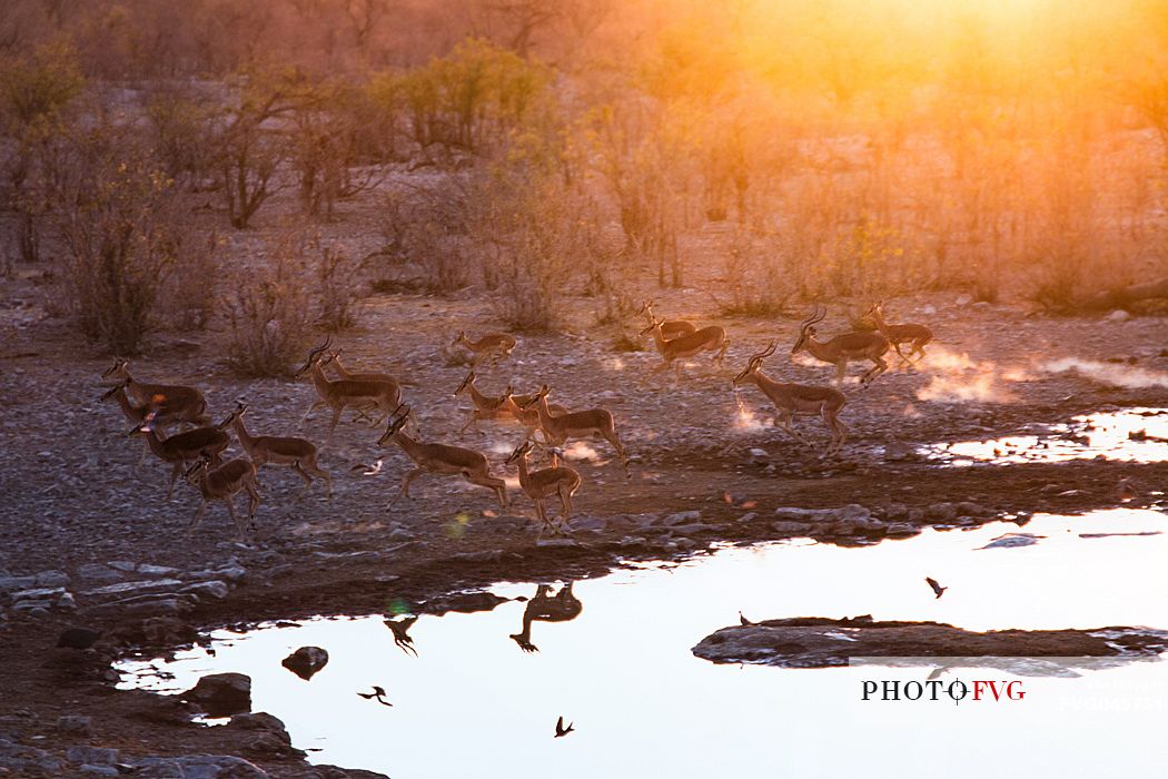 Impala herd suddenly fleeing from Halali's waterhole at sunset, Etosha National Park, Namibia, Africa