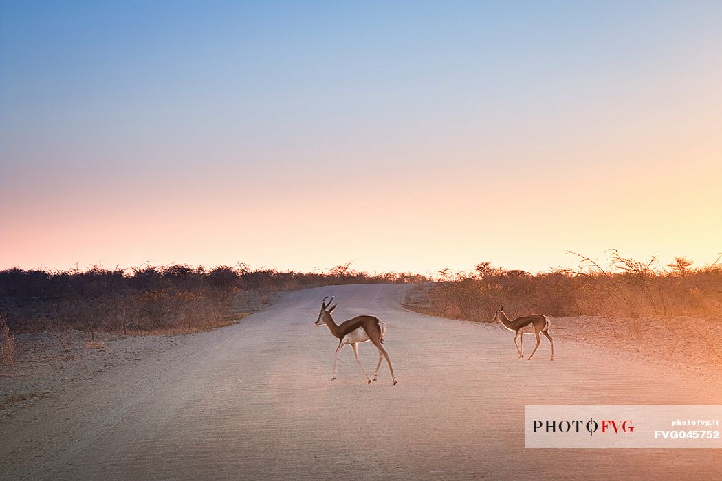 A couple of springboks cross the safari road at sunrise in Etosha National Park, Namibia, Africa
