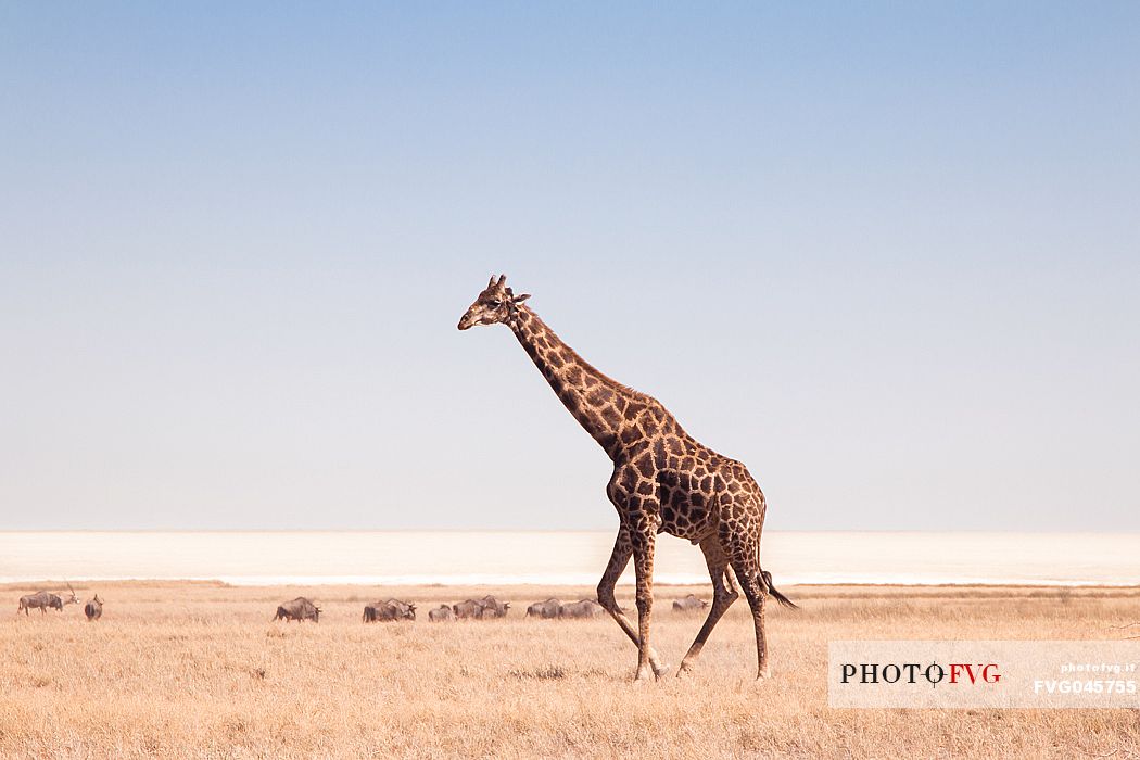 A giraffe gentle walking in the savanna with a herd of wildebeest passing by in the background, Etosha National Park, Namibia, Africa