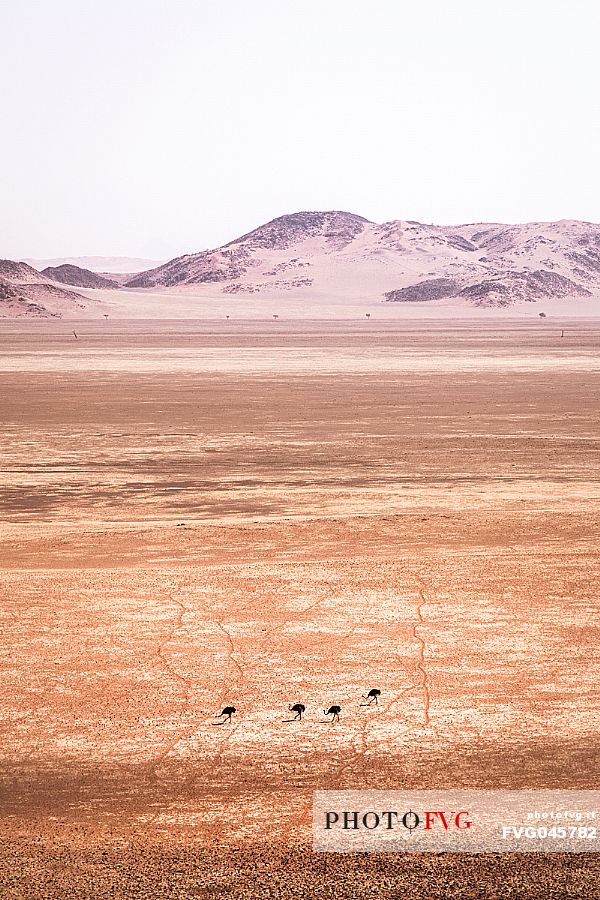 View from above of four ostriches walking in the desert with Tiras Mountains in the background, Kanaan Desert Retreat, border of Namib Desert, Namibia, Africa