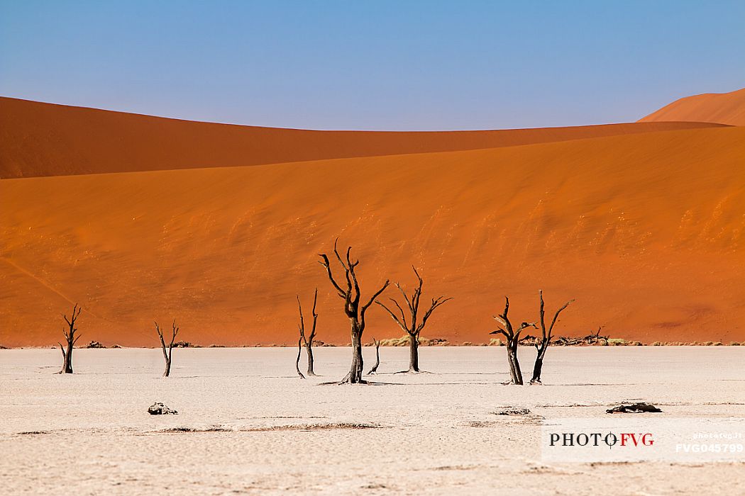 Group of dead Camelthorn Trees against orange dunes and blue sky in Deadvlei dry pan, Sossusvlei. Namib Naukluft National Park, Namibia, Africa