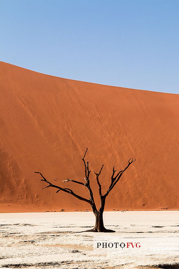 Dead Camelthorn Tree against orange dunes and blue sky in Deadvlei dry pan, Sossusvlei. Namib Naukluft National Park, Namibia, Africa