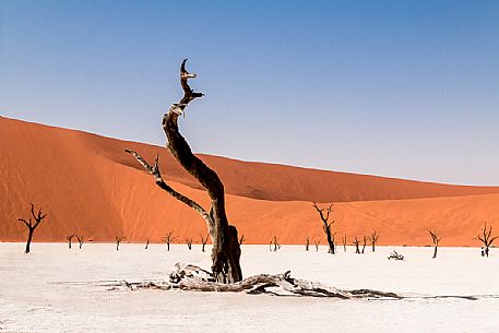 Dead Camelthorn Tree against orange dunes and blue sky in Deadvlei dry pan, Sossusvlei. Namib Naukluft National Park, Namibia, Africa