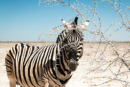 A Zebra looking at the camera through a dry branch in the white desert of Etosha National Park, Namibia, Africa