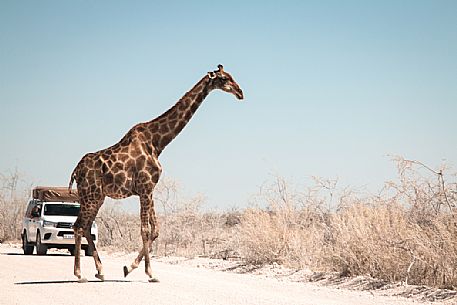 A giraffe cross the road to a jeep during a safari in Etosha National Park, Namibia, Africa