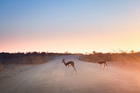 A couple of springboks cross the safari road at sunrise in Etosha National Park, Namibia, Africa