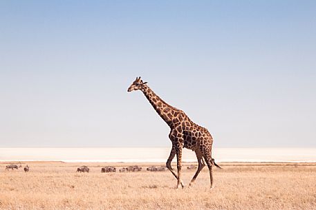 A giraffe gentle walking in the savanna with a herd of wildebeest passing by in the background, Etosha National Park, Namibia, Africa