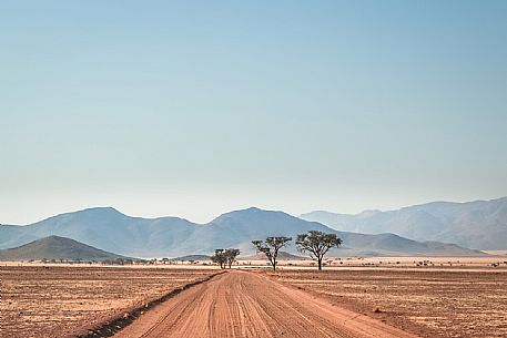 A sand road in the middle of the desert with a group of trees and Tiras Mountains in the background, Kanaan Desert Retreat, on the border of Namib Desert, Namibia, Africa