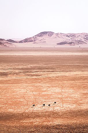 View from above of four ostriches walking in the desert with Tiras Mountains in the background, Kanaan Desert Retreat, border of Namib Desert, Namibia, Africa