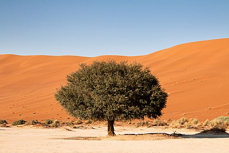 Living Camelthorn Tree against orange dunes in Sossusvlei dry pan, Namib Naukluft National Park, Namibia, Africa
