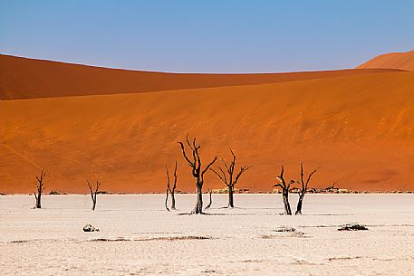 Group of dead Camelthorn Trees against orange dunes and blue sky in Deadvlei dry pan, Sossusvlei. Namib Naukluft National Park, Namibia, Africa