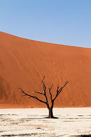 Dead Camelthorn Tree against orange dunes and blue sky in Deadvlei dry pan, Sossusvlei. Namib Naukluft National Park, Namibia, Africa