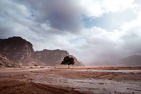 A lonely tree in the middle of Wadi Rum desert during a rain storm with heavy clouds in the background, Jordan