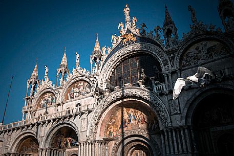 View from above on a seagull emerging from the shadow on San Marco Basilica facade, San Marco square, Venice, Italy, Europe