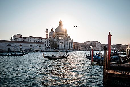 View on Grand Canal with gondolas and seagull and Basilica of Sain Mary of healt, Santa Maria della Salute, on the backgroung, Punta della dogana, Dorsoduro, Venice, Veneto, Italy, Europe