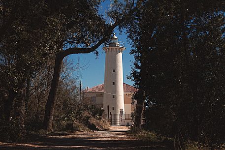 Bibione lighthouse from the pine wood, Adriatic Sea, Bibione, Veneto, Italy. Europe