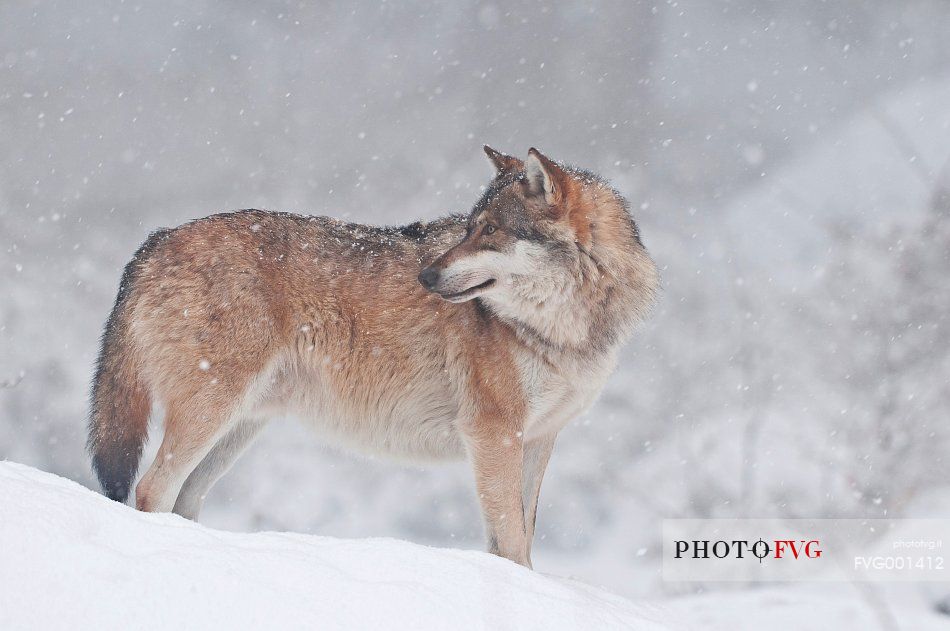 Wolf (canis lupus) in the
forest under an intense snowfall