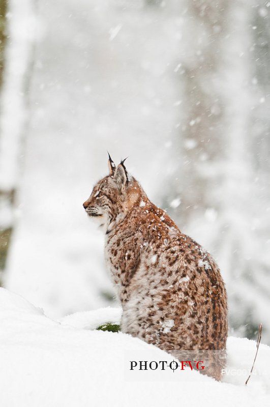 Lynx
(lynx lynx) in the forest